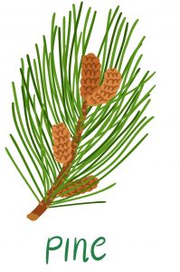 scot pine