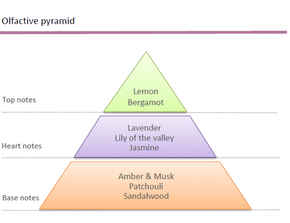 olfactory-pyramid-perfume