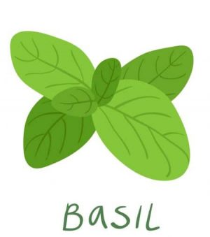 basil essential oil illustration