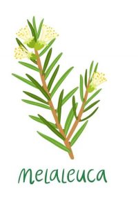 tea tree essential oil illustration