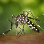 How to fight mosquitos with essential oils?