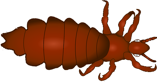 lice parasitic insect