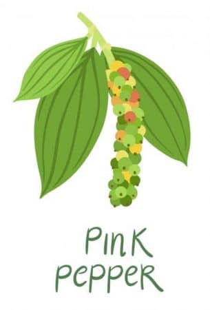 pink pepper illustration