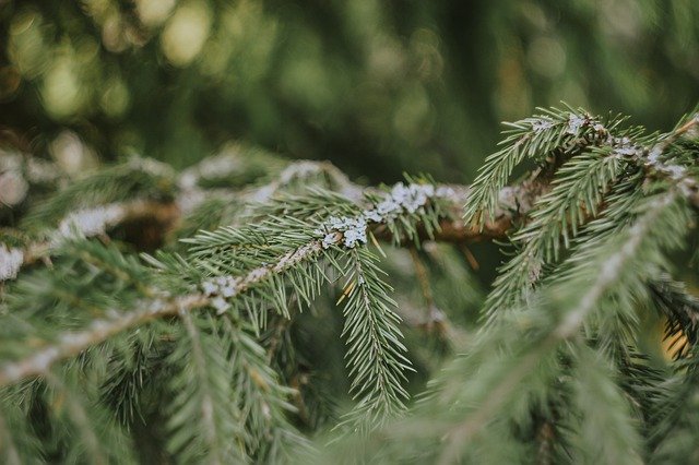 You are currently viewing How to use Black Spruce Essential Oil?