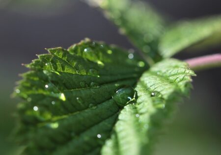 You are currently viewing Peppermint Essential Oil: an interesting multipurpose oil