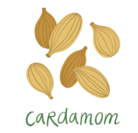 cardamom drawing